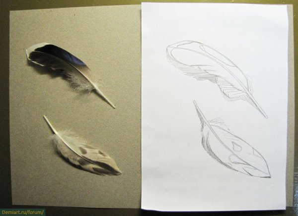 Поэтапное рисование пера