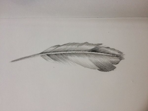 Перо воробья