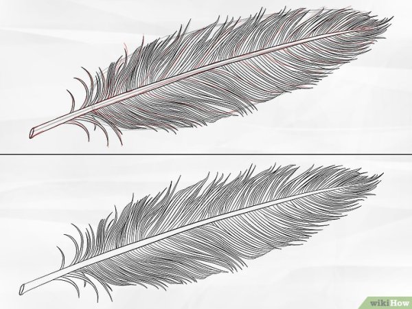 Перо птицы для рисования