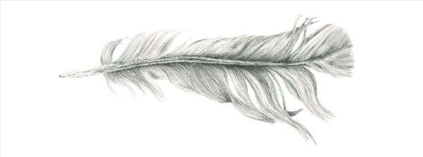 Птичье перо карандашом