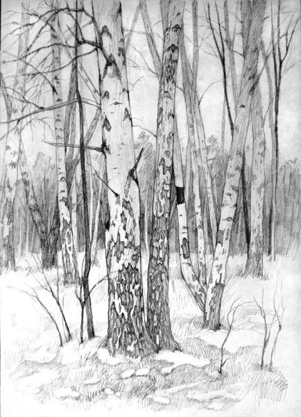 Роща рисунок для детей