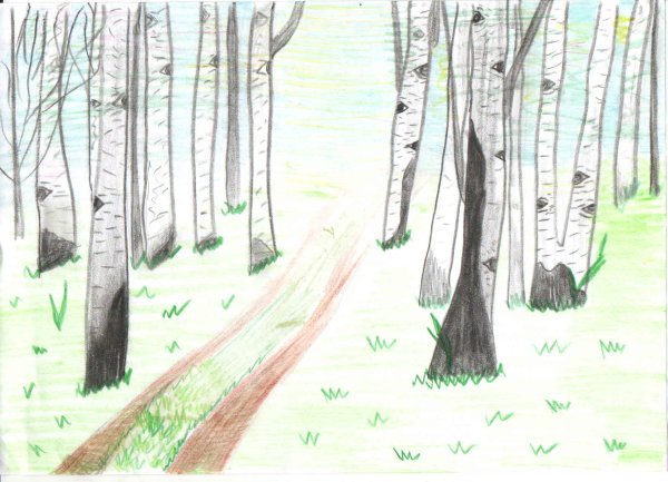 Плинер Березовая рощам карандашом