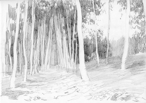 Пейзаж с березами карандашом