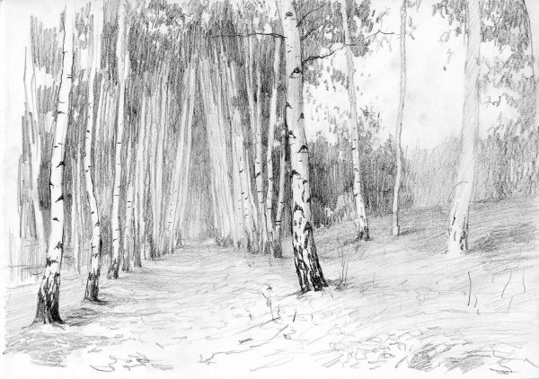 Березовый лес карандашом