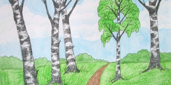 Березовая роща карандашом
