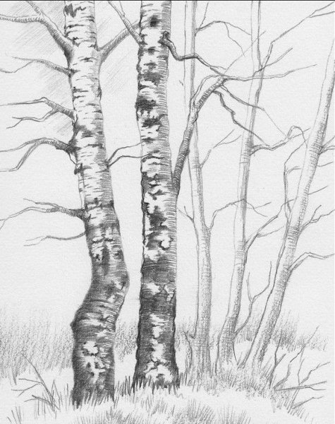 Береза раскраска