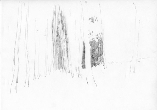 Береза раскраска для детей