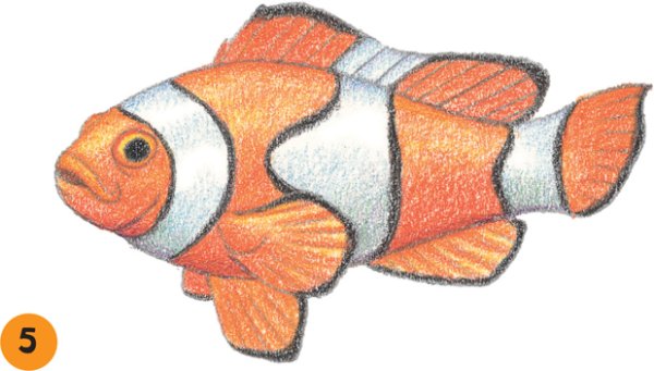 Рыба клоун нарисовать