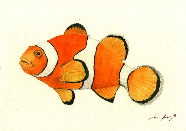 Рыба клоун для рисования