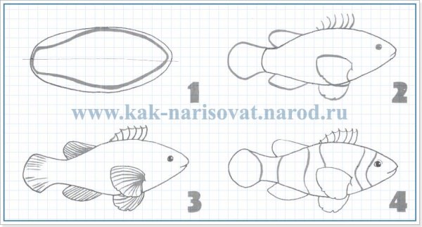 Как нарисовать рыбу клоуна