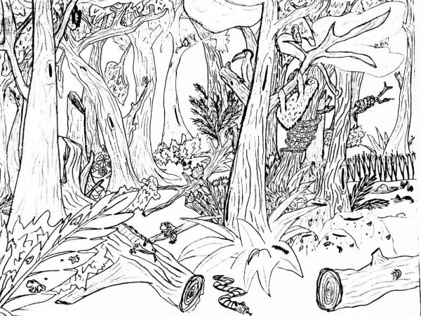 В лесу. Раскраска