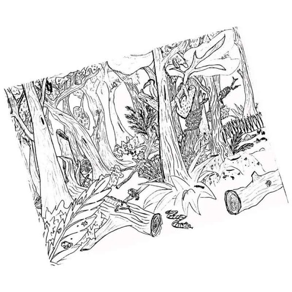 Дремучий лес