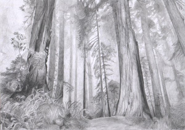 Рисунок леса пошагово