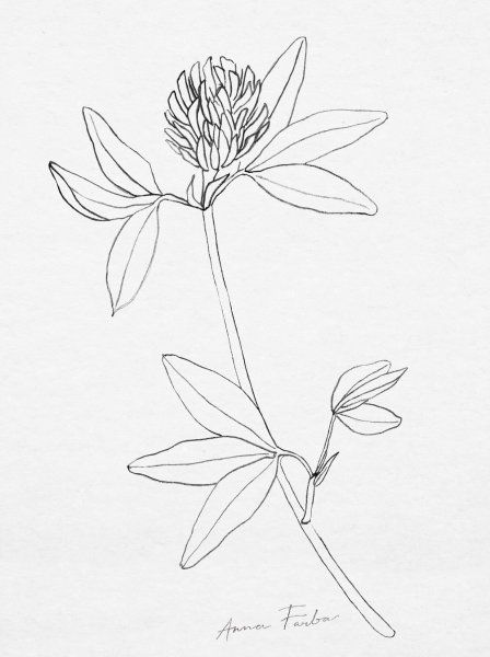 Trifolium pratense рисунок