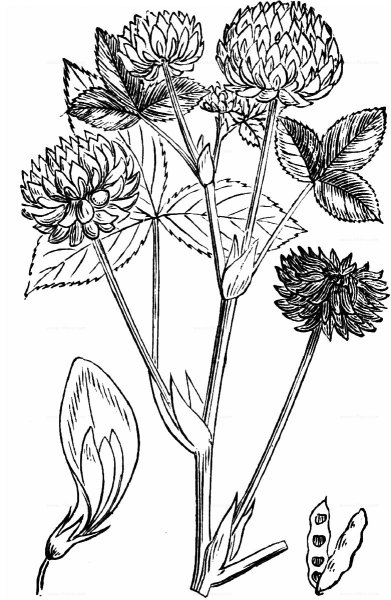 Клевер Луговой зарисовать