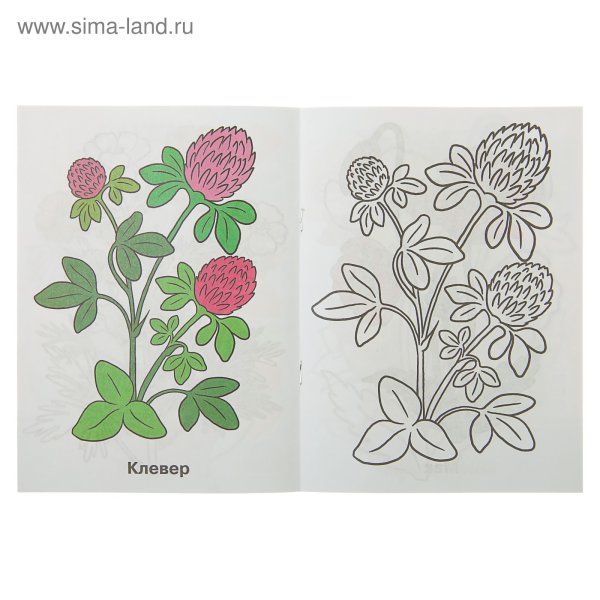 Клевер Луговой черно-белый