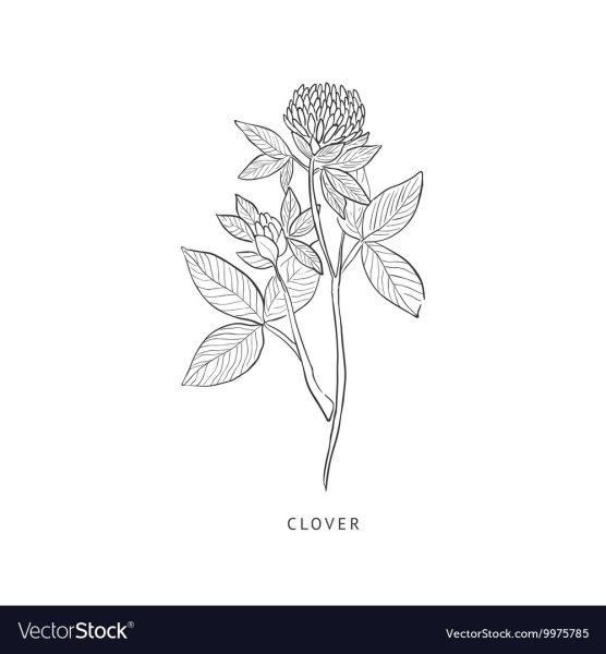 Клевер цветок эскиз