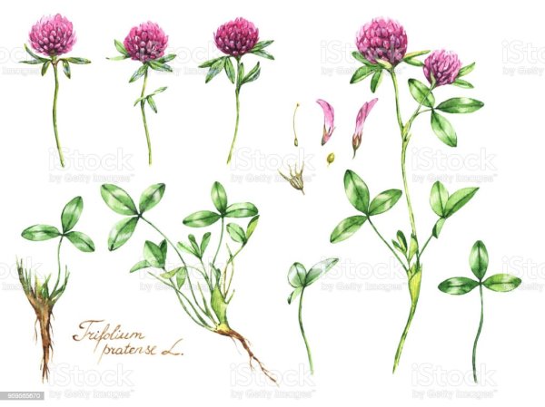 Клевер Луговой раскраска для детей