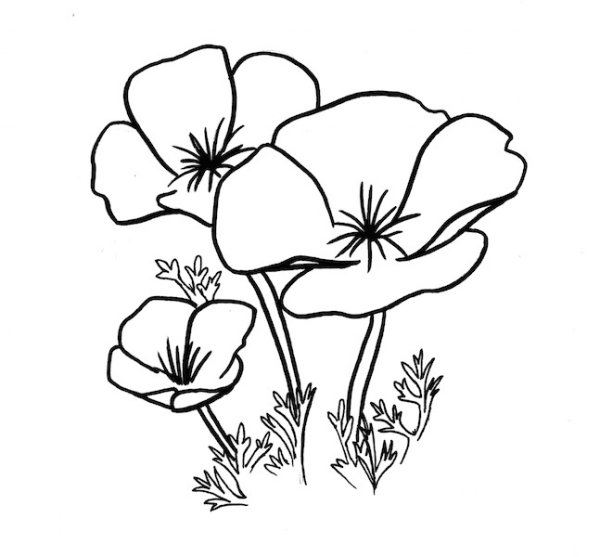 Мак раскраска для малышей