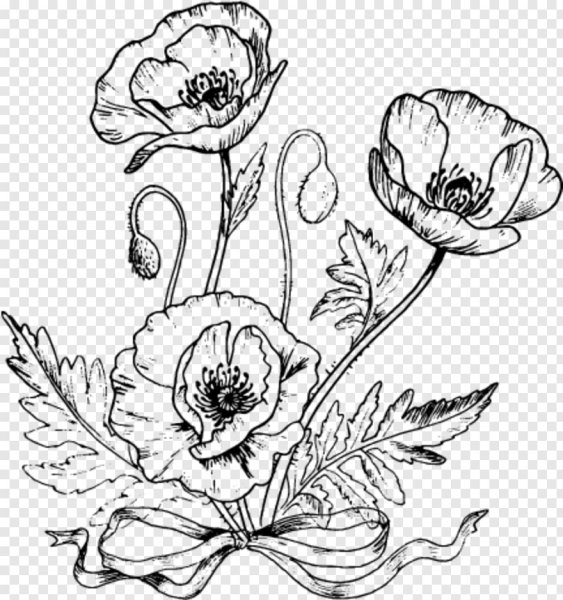 Мак цветок эскиз