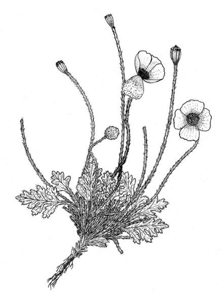 Маки карандашом