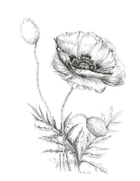 Трафарет для вышивки гладью полевые цветы