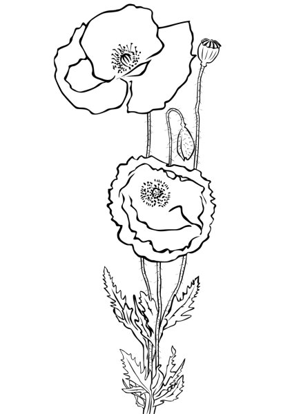 Мак трафарет для рисования