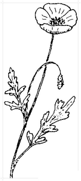 Маки нарисовать пошагово