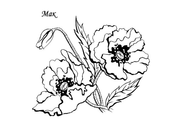 Мак раскраска