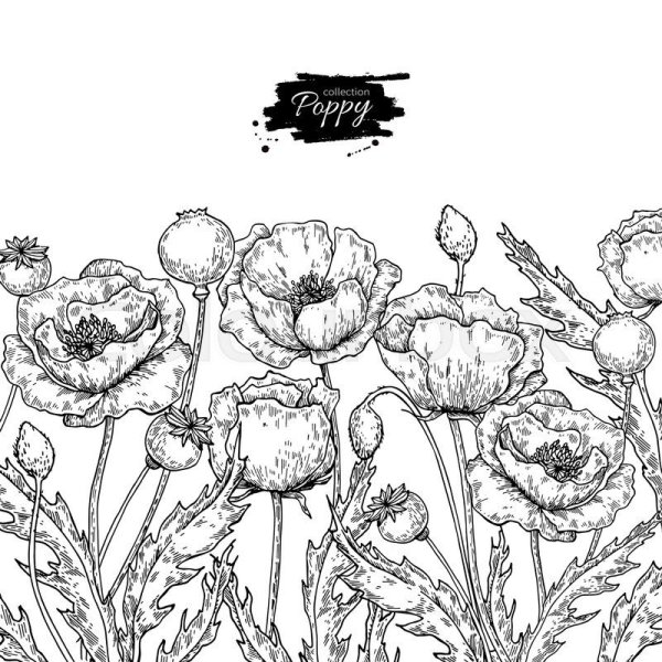 Раскраска коробочка маковая