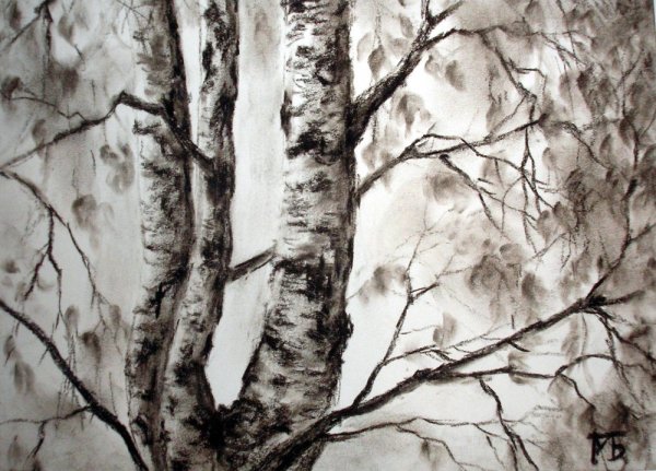 Зарисовка стволов берез