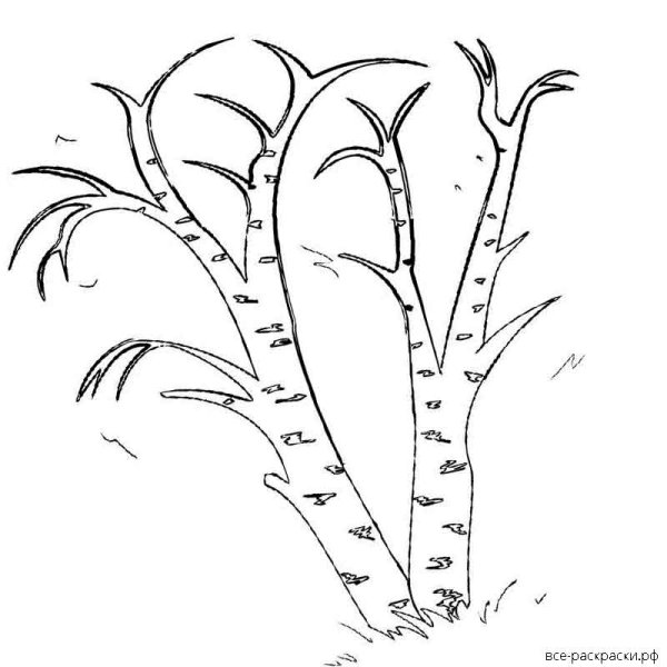 Контур ствола березы