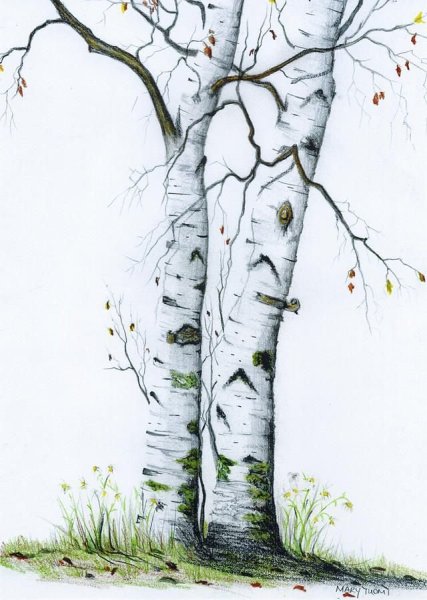 Береза рисунок