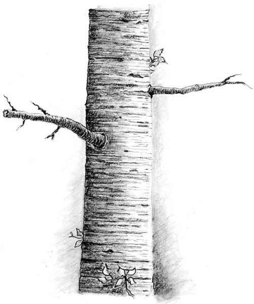 Ствол березы раскраска