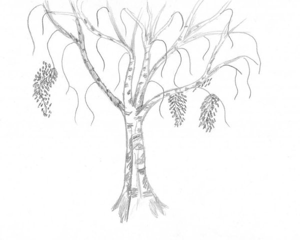Берёза рисунок карандашом