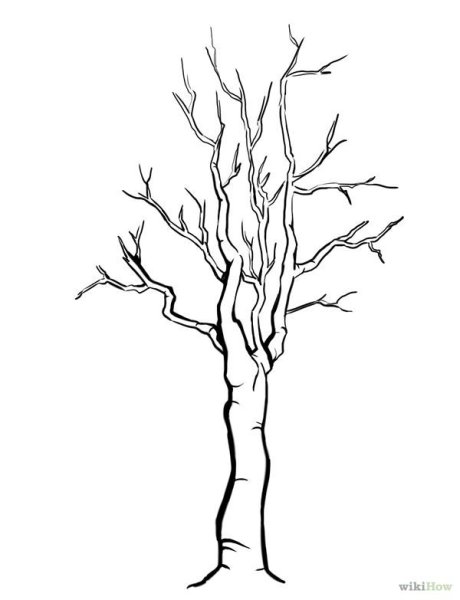 Береза без листьев