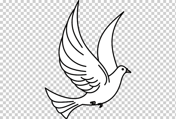 Рисунки птиц карандашом для начинающих