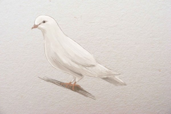 Голубь для срисовки