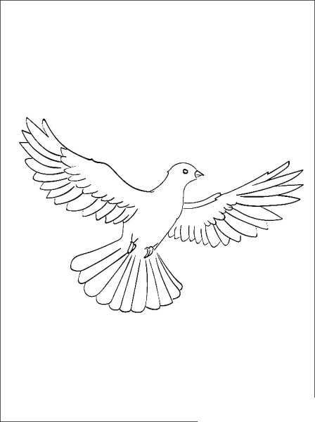 Голубь раскраска