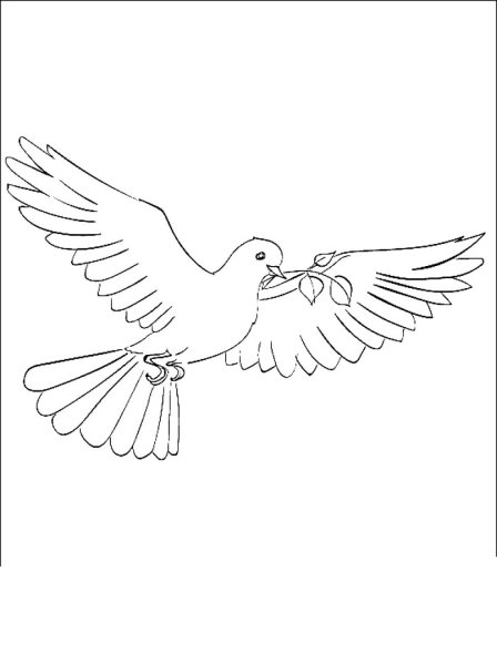 Голубь рисунок карандашом