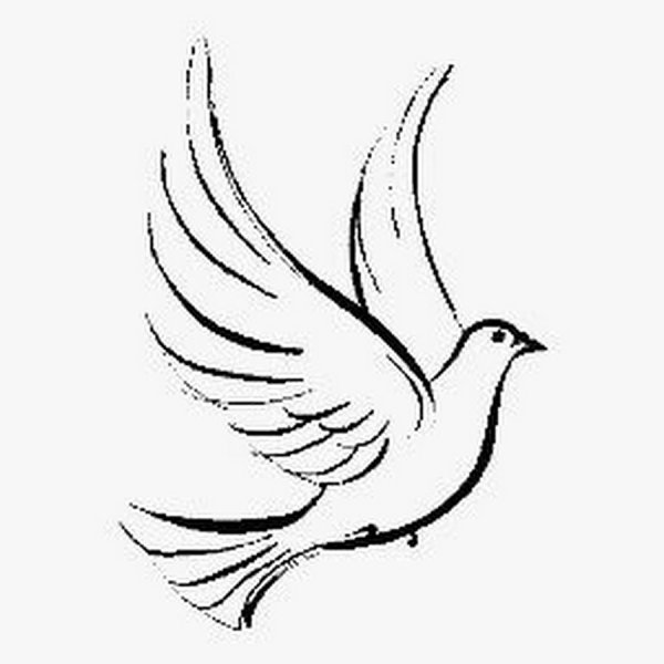 Почтовый голубь раскраска для детей