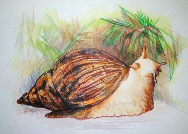 Ахатины рисунок