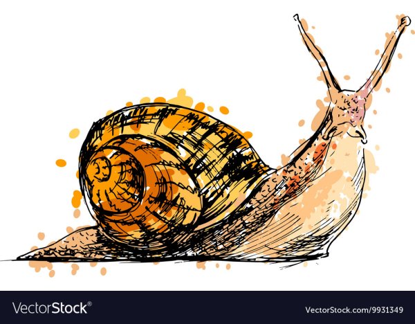 Улитка Графика для детей