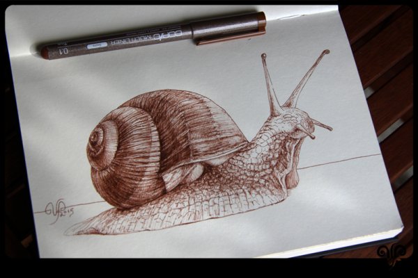 Улитка рисунок карандашом цветная