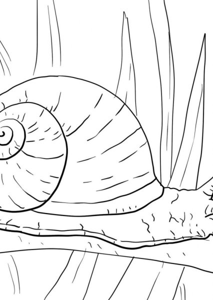 Улитка раскраска