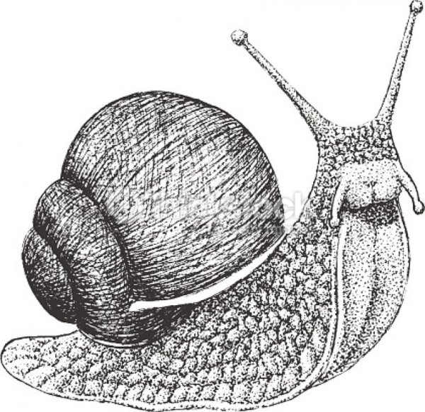 Улитки с фактурами в карандаше