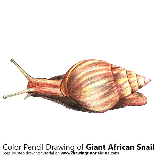 Улитка ахатина мультяшная