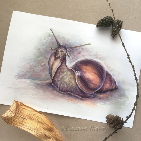 Улитка рисунок акварель