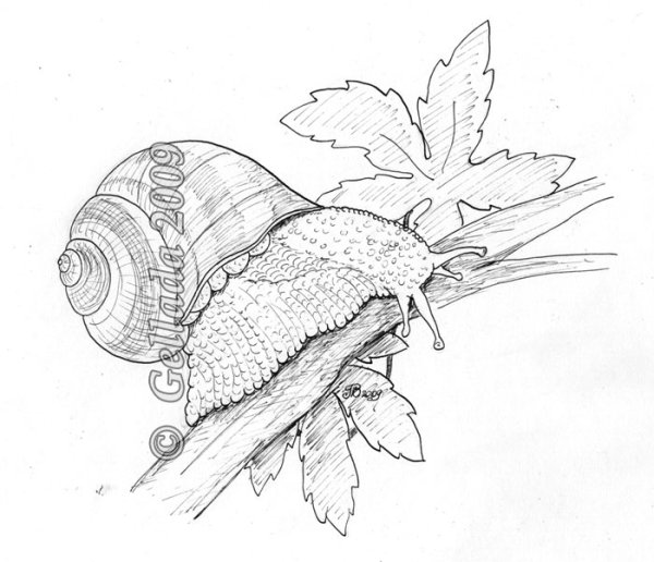 Наброски карандашом улитка