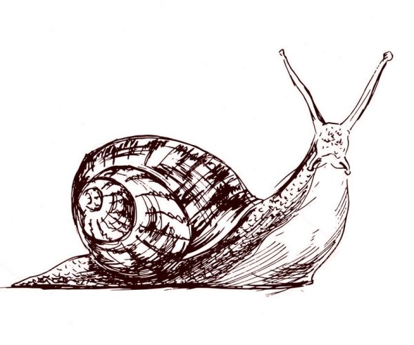 Рисуем ахатинскую улитку